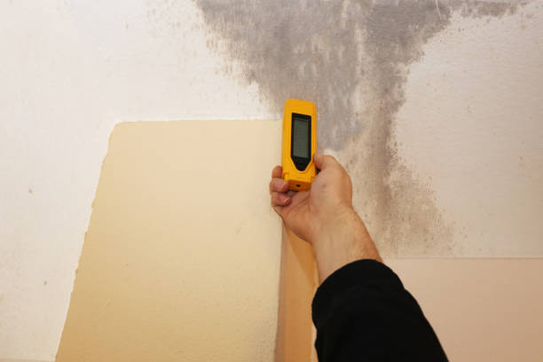 Best Water Damage & Mold Remediation  in Sandy Valley, NV
