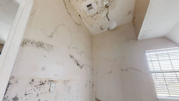 Best Asbestos and Lead Testing During Mold Inspection  in Sandy Valley, NV