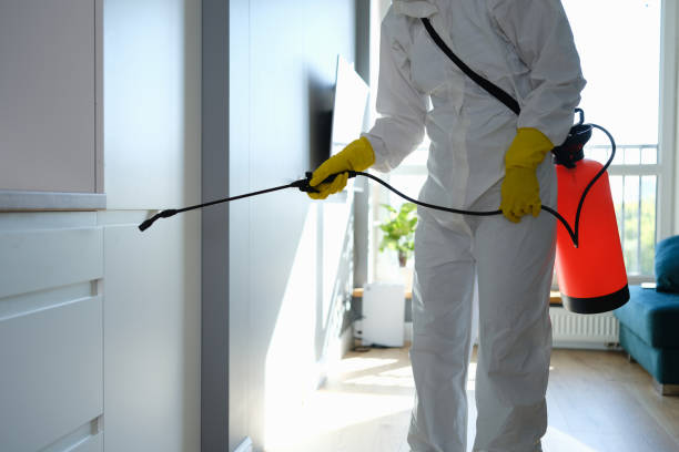 Best Mold Removal for HVAC Installations  in Sandy Valley, NV
