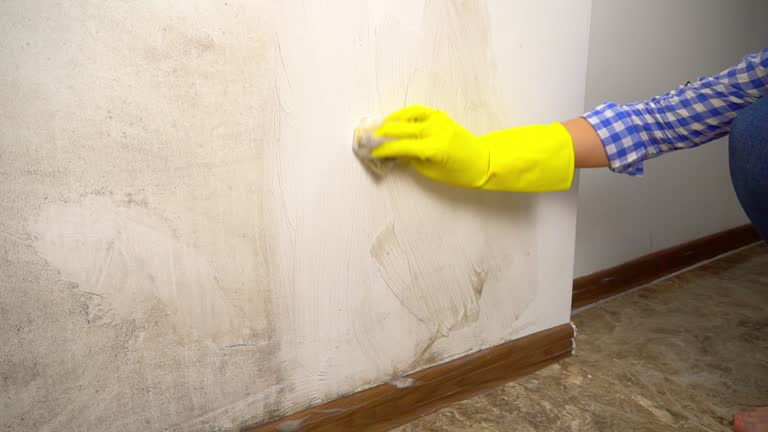 Mold Odor Removal Services in Sandy Valley, NV