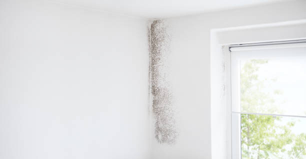 Best Air Quality Testing for Mold Spores  in Sandy Valley, NV
