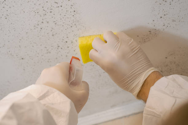 Best Commercial Mold Inspection  in Sandy Valley, NV