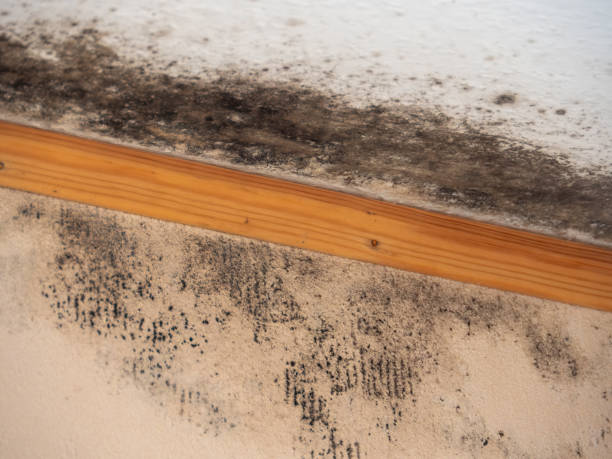 Best Mold Remediation for Healthcare Facilities  in Sandy Valley, NV