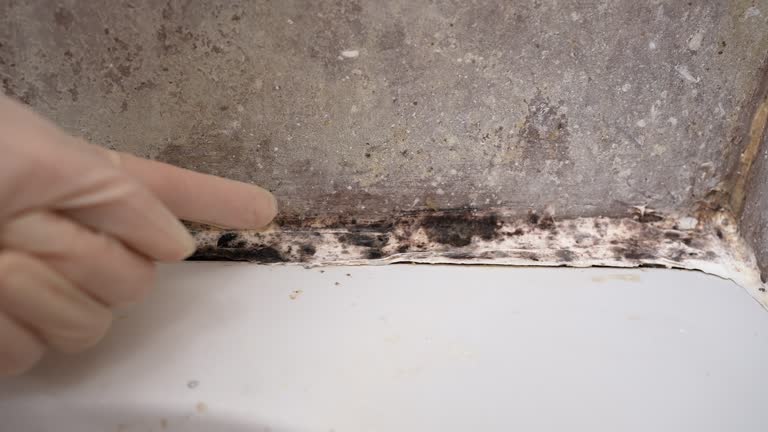 Best Dehumidification Services  in Sandy Valley, NV