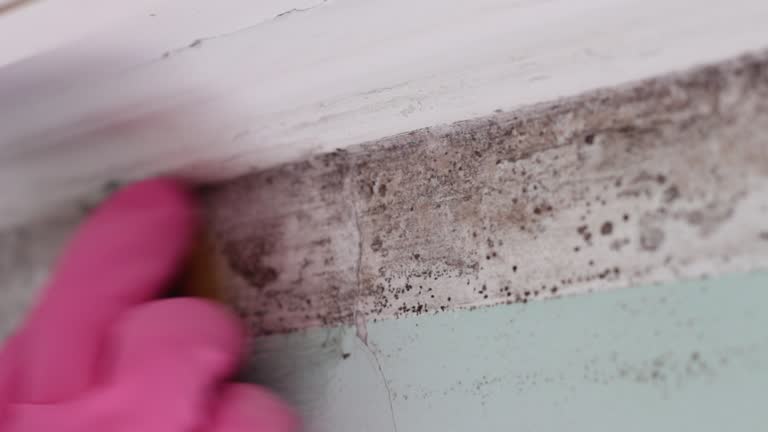 Best HVAC Mold Inspection and Cleaning  in Sandy Valley, NV